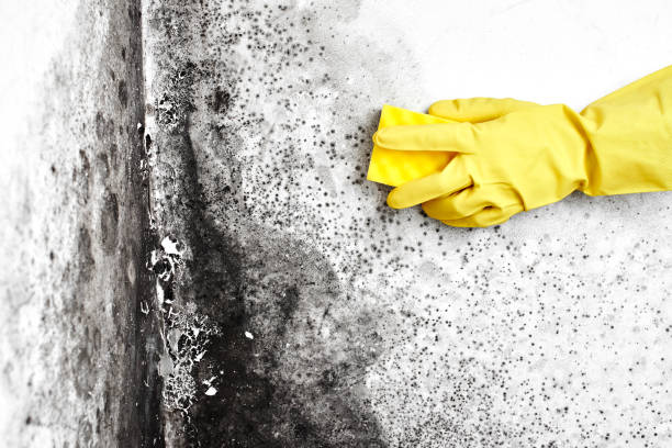 Office Mold Removal Services in Maud, TX