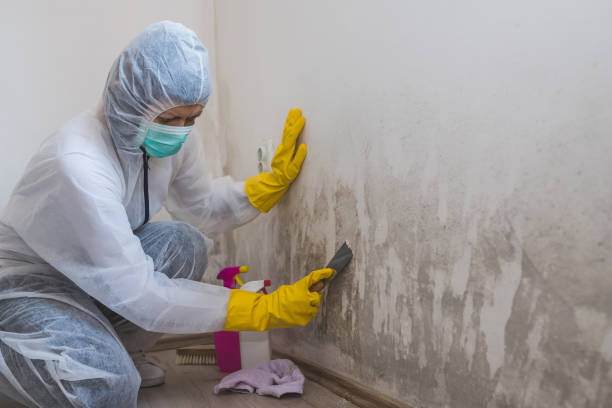 Crawl Space Mold Removal in Maud, TX